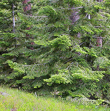 Stand of true firs, N slope of Mosquito Ridge, Entiat Mountains, Chelan County, Washington
