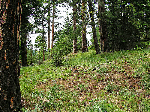 within pine-dominated forest, Mosquito Ridge, Entiat Mountains, Chelan County, Washington