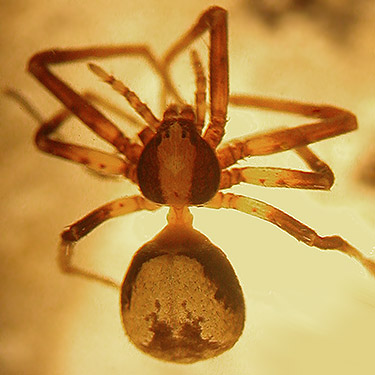 Philodromus oneida crab spider from Mosquito Ridge, Entiat Mountains, Chelan County, Washington