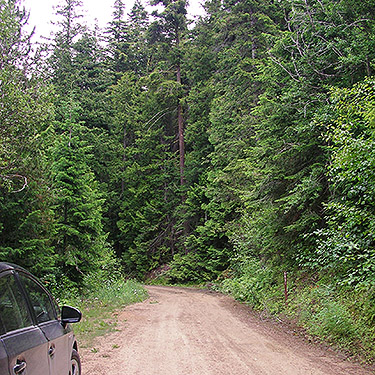 roadside mixed forest, Mosquito Ridge, Entiat Mountains, Chelan County, Washington