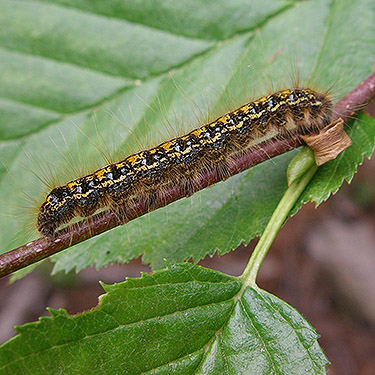 tent caterpillar Malacosoma californicum, N slope of Mosquito Ridge, Entiat Mountains, Chelan County, Washington