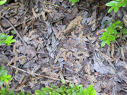 willow litter, N slope of Mosquito Ridge, Entiat Mountains, Chelan County, Washington