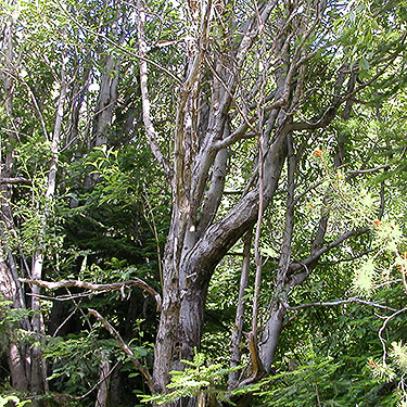 Big willow tree, N slope of Mosquito Ridge, Entiat Mountains, Chelan County, Washington