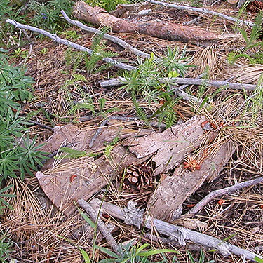 dead wood habitat, Mosquito Ridge, Entiat Mountains, Chelan County, Washington