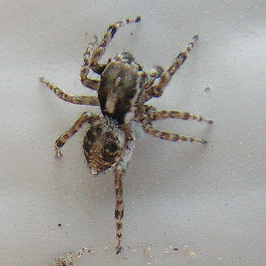 jumping spider Attulus ammophilus on community hall, George, Grant county, Washington