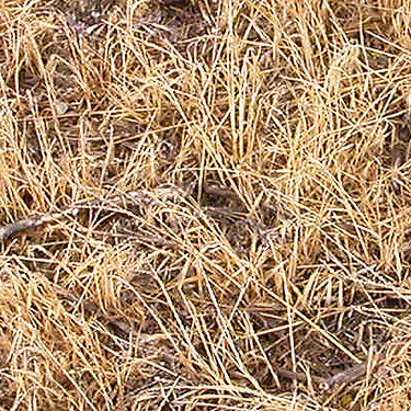 cheat grass Bromus tectorum, Martha Lake, Grant County, Washington