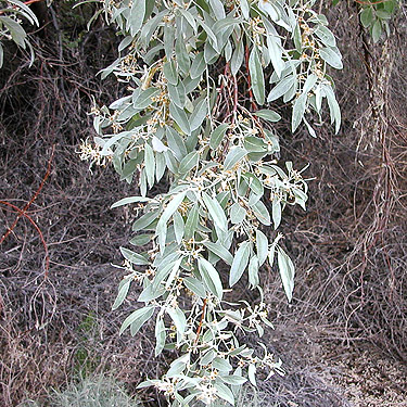 foliage of Eleagnus Russian olive, Martha Lake, Grant County, Washington