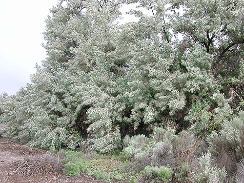 Russian olive Eleagnus thicket, Martha Lake, Grant County, Washington