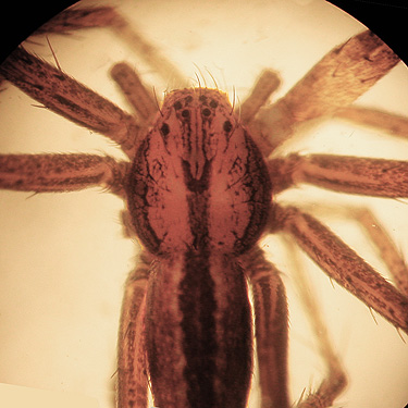 male crab spider Tibellus gertschi from Martha Lake, Grant County, Washington