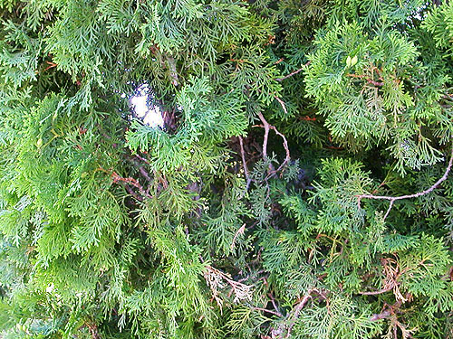 juniper shrubs outside community hall, George, Grant county, Washington