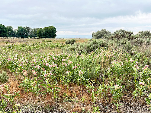 field of milkweed, Martha Lake, Grant County, Washington