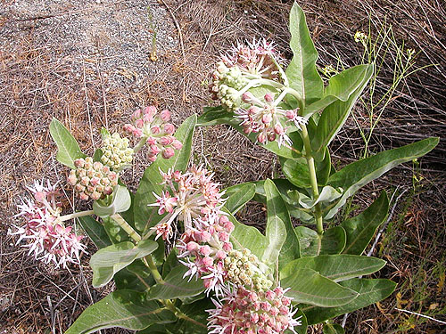 flowering milkweed, Martha Lake, Grant County, Washington