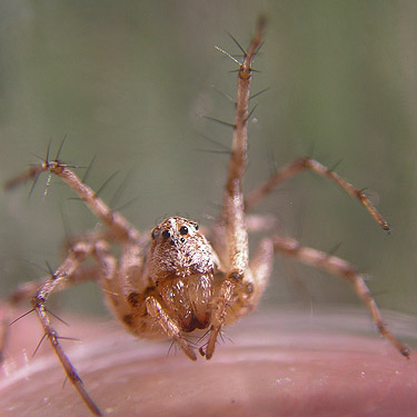 female lynx spider Oxyopes scalaris, Martha Lake, Grant County, Washington
