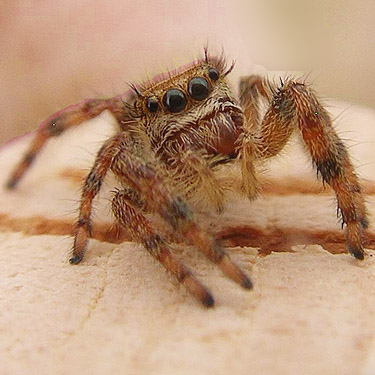 juvenile Phidippus jumping spider, Martha Lake, Grant County, Washington