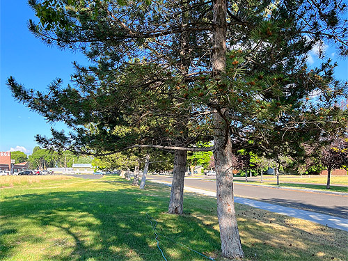 European black pines planted outside community hall, George, Grant county, Washington