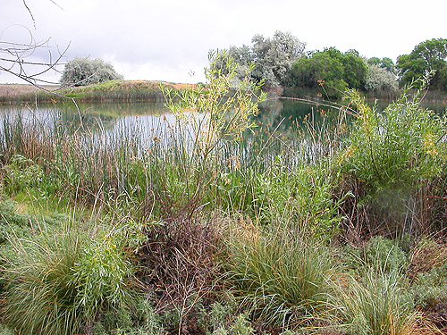 northern pond at Martha Lake, Grant County, Washington