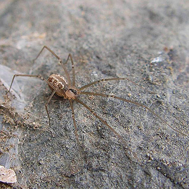 pholcid spider Psilochorus hesperus from Martha Lake, Grant County, Washington
