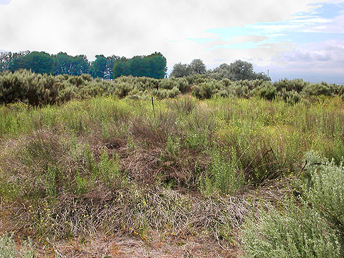 field of Sisymbrium, Martha Lake, Grant County, Washington
