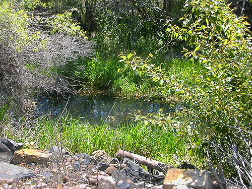 bank of side channel of Naches River, Clemans View Sports Park, Naches, Washington
