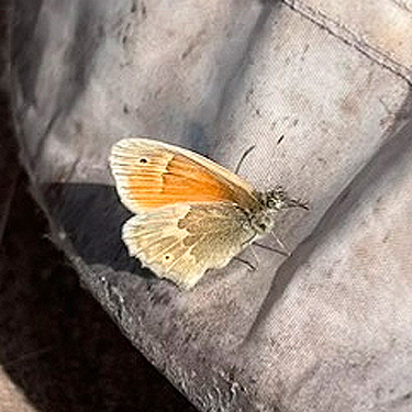 butterfly Coenonympha tullia from sagebrush tract on Naches-Wenas Road, Yakima County, Washington