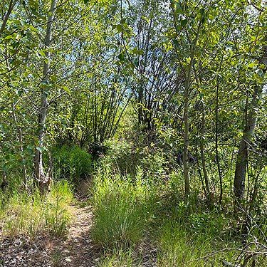 grassy path through trees, Clemans View Sports Park, Naches, Washington