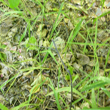 cottonwood litter under grass, Clemans View Sports Park, Naches, Washington