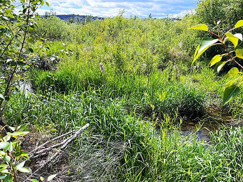 marshy riparian ground, Clemans View Sports Park, Naches, Washington