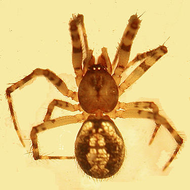 spider Theridion melanurum from Wenas Cemetery, Yakima County, Washington