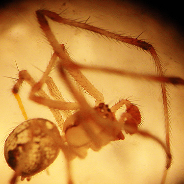 male spider Theridion neomexicanum from Clemans View Sports Park, Naches, Washington