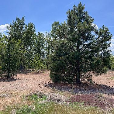 Ponderosa pines, Clemans View Sports Park, Naches, Washington