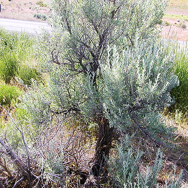 sagebrush shrub, sagebrush tract on Naches-Wenas Road, Yakima County, Washington