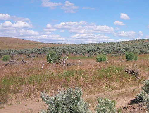 meadowy section of sagebrush tract on Naches-Wenas Road, Yakima County, Washington