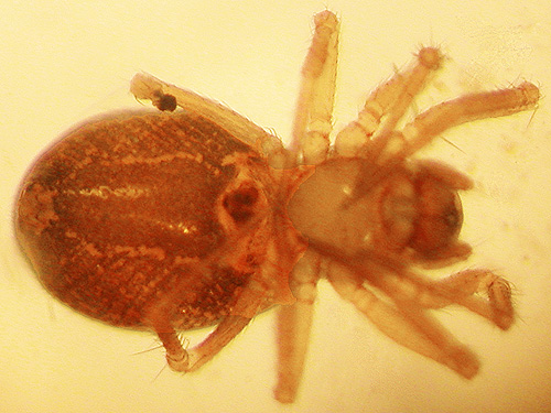 female Tachygyna sp #2, Clemans View Sports Park, Naches, Washington
