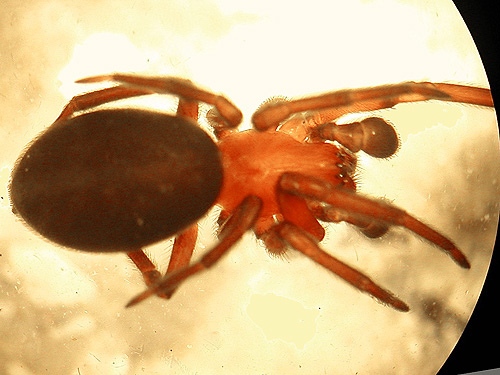 Titanoeca nigrella, sagebrush tract on Naches-Wenas Road, Yakima County, Washington