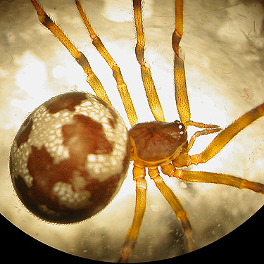 spider Steatoda triangulosa, Naches Cemetery, Naches, Yakima County, Washington