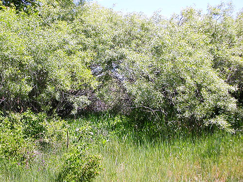 willow thicket, Clemans View Sports Park, Naches, Washington