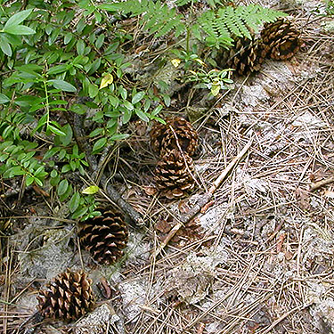 pine cones at side trail, Twin Lakes Trail, Napeequa River area, Chelan County, Washington