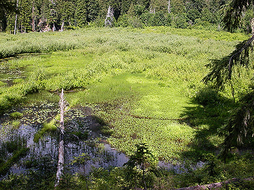 beaver marsh on Twin Lakes Trail, Napeequa River area, Chelan County, Washington