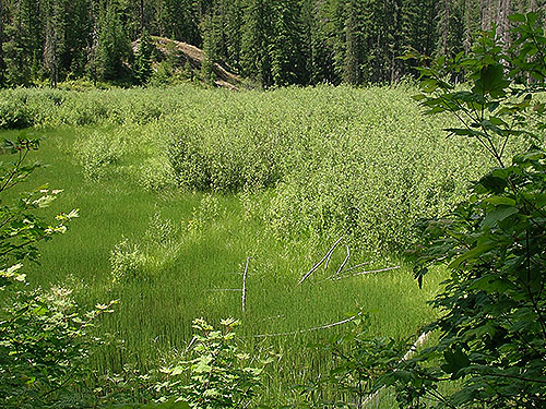 beaver marsh on Twin Lakes Trail, Napeequa River area, Chelan County, Washington