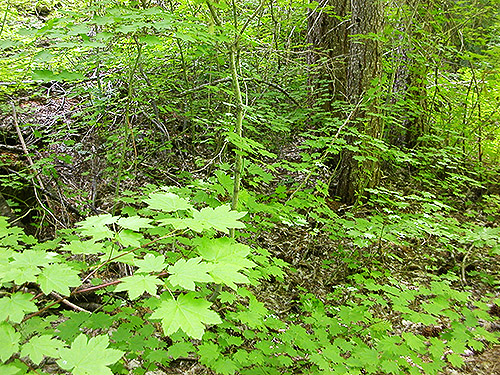 vine maple understory, Twin Lakes Trail, Napeequa River area, Chelan County, Washington