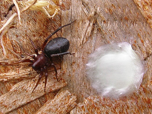 female spider Castianeira longipalpa with egg sac, Nooksack River 1 mile E of Maple Falls, Whatcom County, Washington