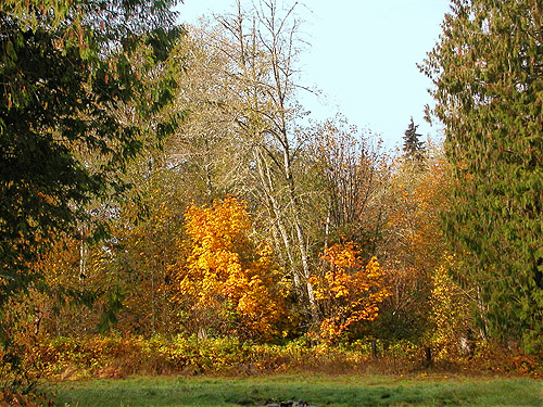 fall color, Nooksack River 1 mile E of Maple Falls, Whatcom County, Washington