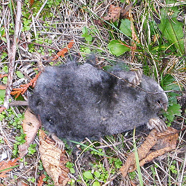 dead mole, Nooksack River 1 mile E of Maple Falls, Whatcom County, Washington