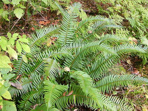 sword fern in forest understory, Nooksack River 1 mile E of Maple Falls, Whatcom County, Washington