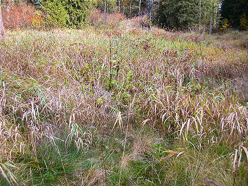 grassy field/meadow, Nooksack River 1 mile E of Maple Falls, Whatcom County, Washington