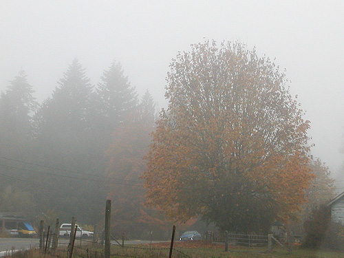 morning fog on the road from Interstate 5 to Maple Falls, Whatcom County, Washington