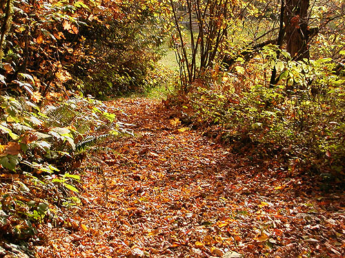 leaf-paved dirt road, Nooksack River 1 mile E of Maple Falls, Whatcom County, Washington