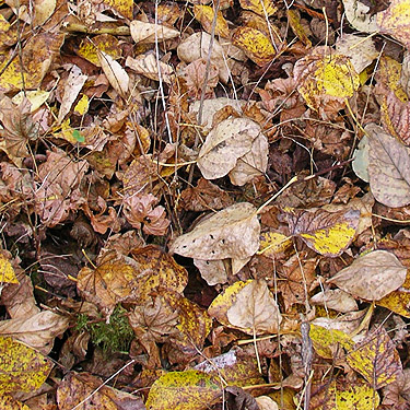 leaf litter, Nooksack River 1 mile E of Maple Falls, Whatcom County, Washington