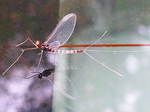 autumn mayfly, Nooksack River 1 mile E of Maple Falls, Whatcom County, Washington
