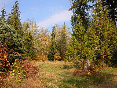 grassy field/meadow, Nooksack River 1 mile E of Maple Falls, Whatcom County, Washington